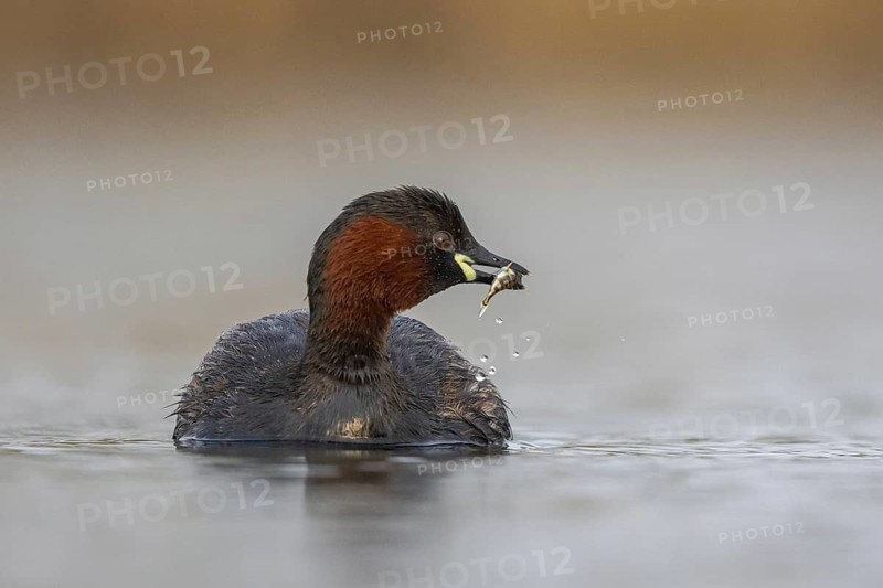 Little Grebe (Tachybaptus ruficollis) with fish prey in its beak, North Rhine-Westphalia, Germany