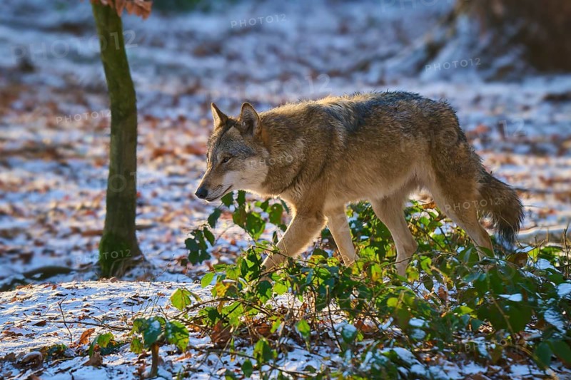 A wolf trudges carefully through the snowy forest, surrounded by plants, Winter, Wolf (Canis lupus), Germany