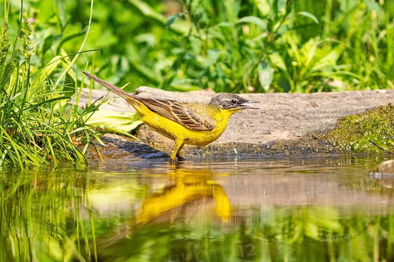 Sheeptail looking for food on water, reflection, yellow wagtail (Motacilla flava) juv. Hungary, Hungary, body of water, Hungary