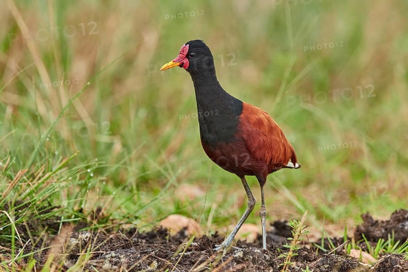 Wattled Jacana (Jacana jacana) foraging in wetland, Brazil
