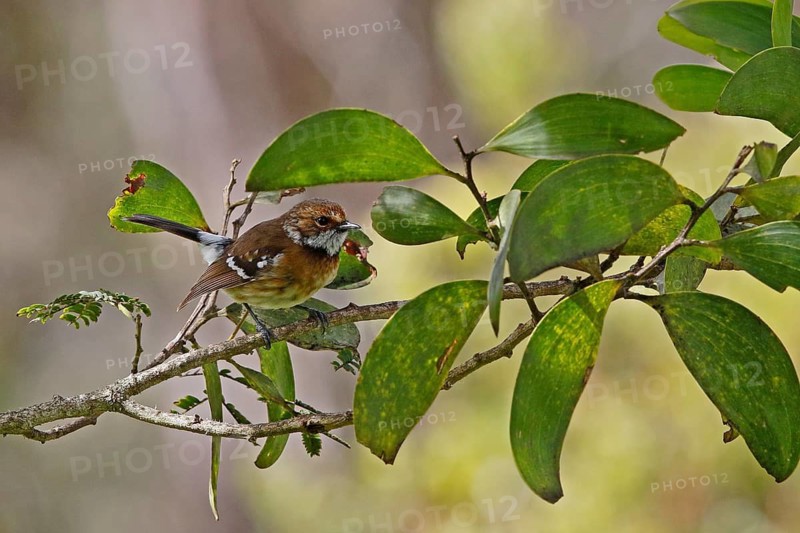Hawaii Elepaio, Chasiempis sandwichensis
