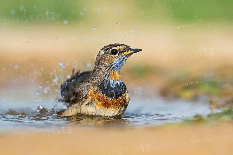 Bluethroat (Luscinia svecica svecica) male bathing, Eilat, Israel