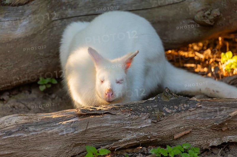 An albino red-necked wallaby (Macropus rufogriseus) sits in beautiful light among fallen and decaying tree trunks at the edge of the forest. Eastern Australia, Tasmania, islands of the Bass Strait