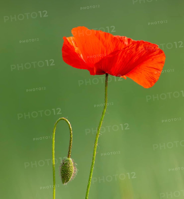 Red poppy (Papaver rhoeas), red flowering, Thuringia, Germany