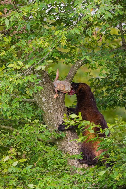 A wolverine, (Gulo gulo), climbs up a tree carrying a dead rabbit