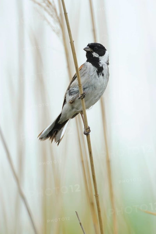 Common Reed Bunting (Emberiza schoeniclus) male, Lake Neusiedl, Austria