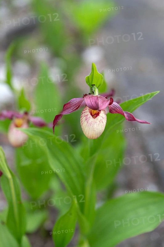 Flowering lady's slipper (Cypripedium), Botanical Garden Erlangen, Middle Franconia, Bavaria, Germany