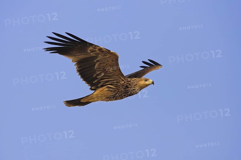 Eastern Imperial Eagle (Aquila heliaca) flying, Oman