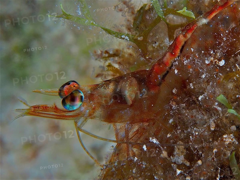 Caribbean velvet shrimp (Metapenaeopsis goodei)