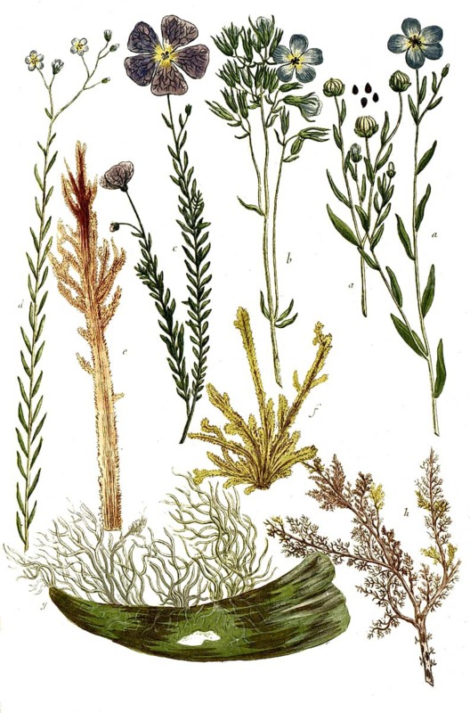 Botany, plants, a. linum sativum, flax, b. linum perenne mapis, c. linum sylvestris, d. linum sylvestre minus, e. lithophyton americanum, f. lithophyton titanokeratophyton