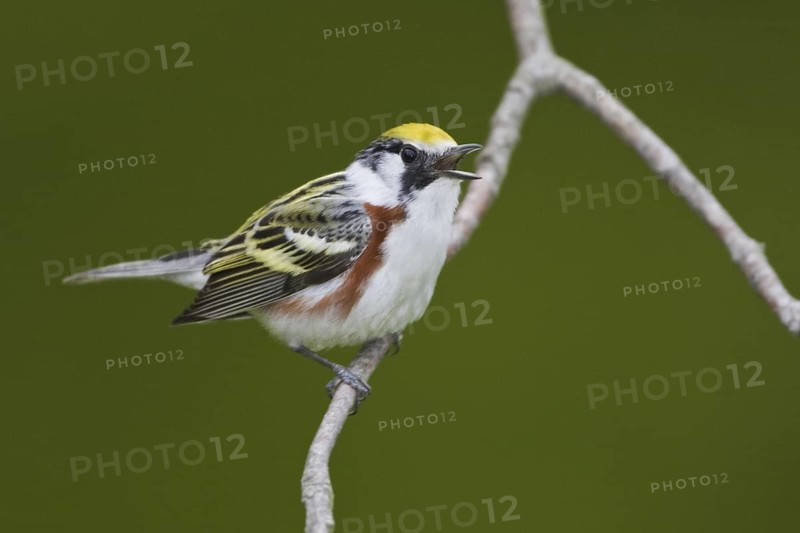 Chestnut-sided Warbler (Setophaga pensylvanica) singing, Ontario, Canada