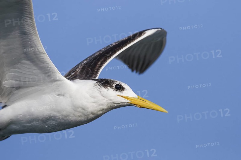 Greater Crested Tern (Thalasseus bergii) flying, Oman