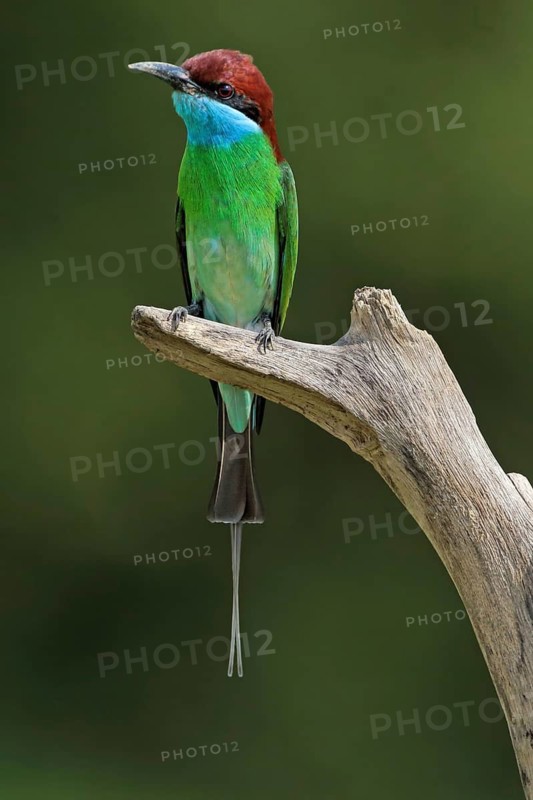 Blue-throated Bee-eater (Merops viridis), Malaysia