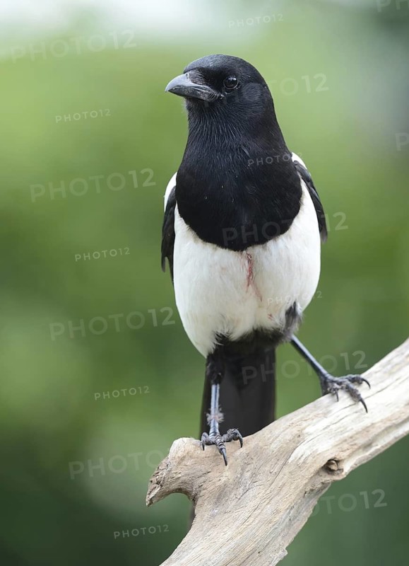 Eurasian Magpie (Pica pica), Lower Saxony, Germany