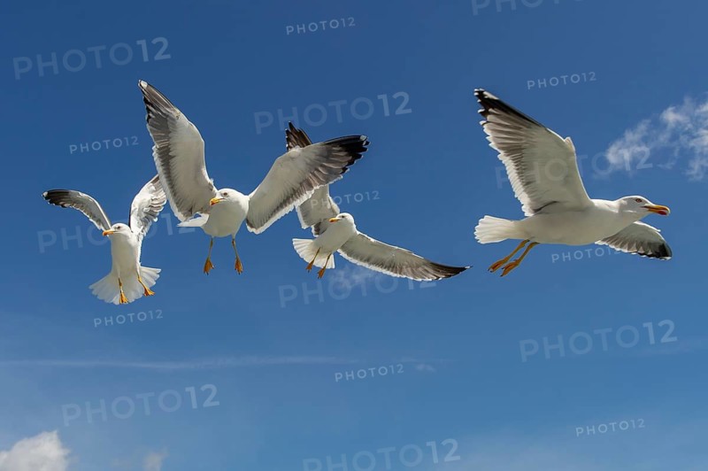 European Herring Gull (Larus argentatus) group flying, Texel, Netherlands