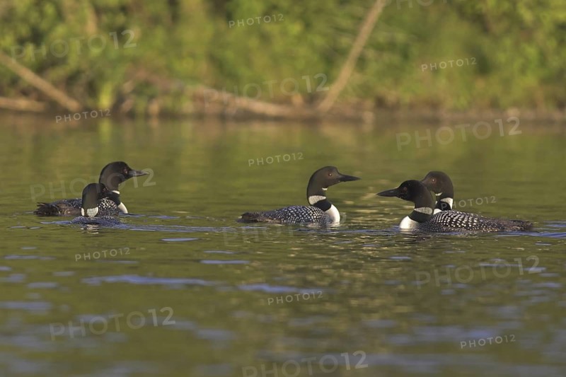 Great Northern Loon (Gavia immer), Ontario, Canada