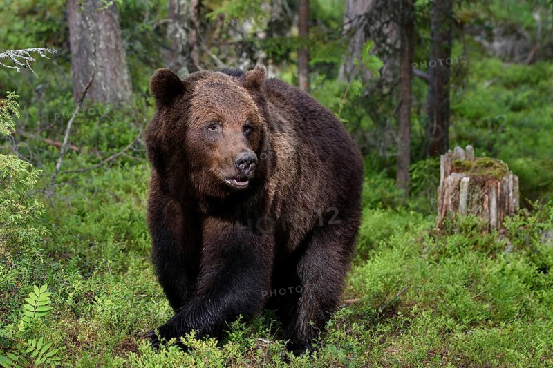 Animals, mammals, bear, brown bear, wild, biotope, habitat, (Ursus arctos arctos), foraging, Sweden, Scandinavia, Finland