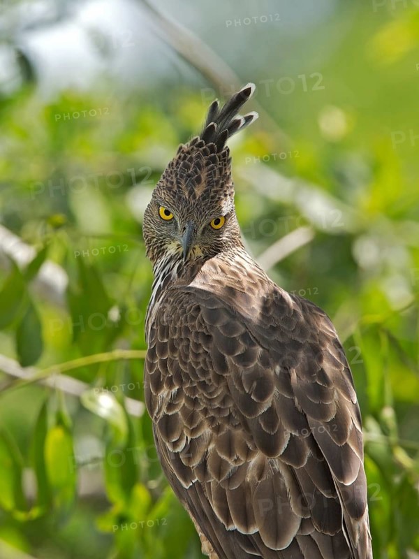 Changeable Hawk-Eagle (Nisaetus cirrhatus), Sri Lanka