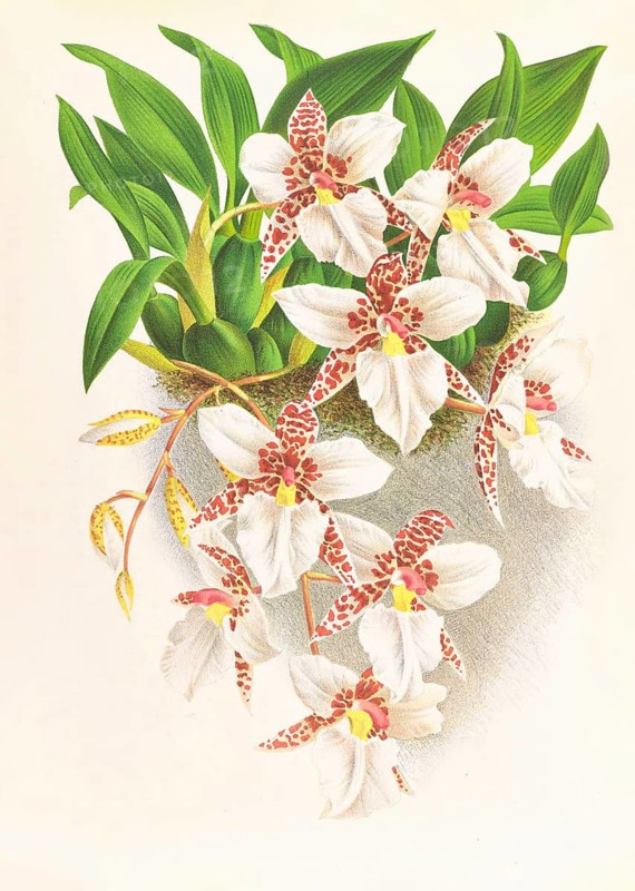Orchid, Odontoglossum rubescens, authentic reproduction of an illustration by Jean Jules Linden (1817 - 1898), Luxembourgish-Belgian botanist, one of the fathers of orchid research, Historical