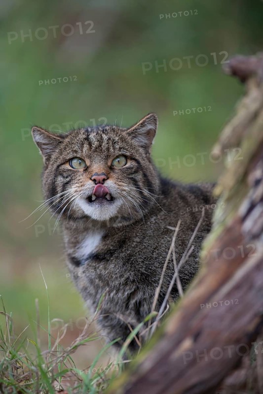 European or Scottish wildcat (Felis silvestris) adult animal licking its lips, United Kingdom