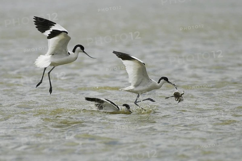 Pied Avocet (Recurvirostra avosetta) juvenile, Texel, Netherlands