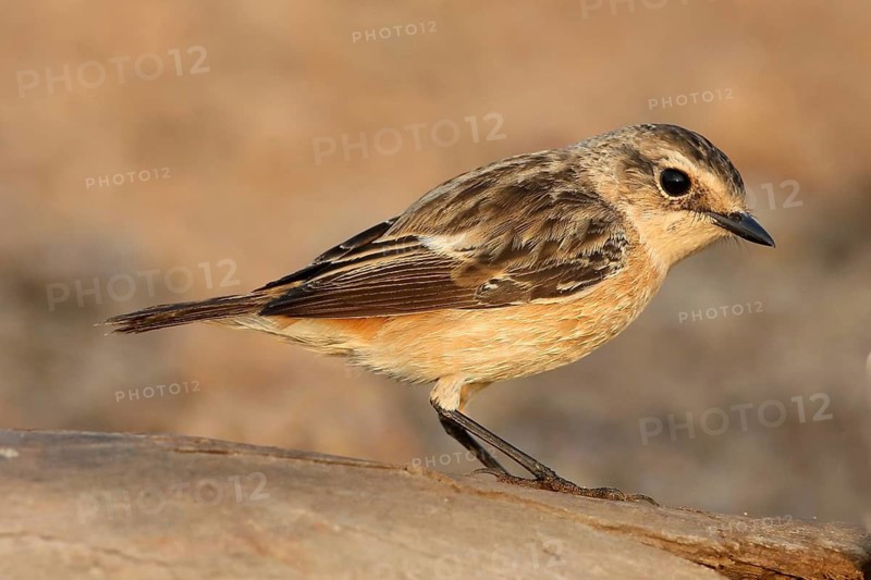 Siberian Stonechat (Saxicola maurus) female, Thailand