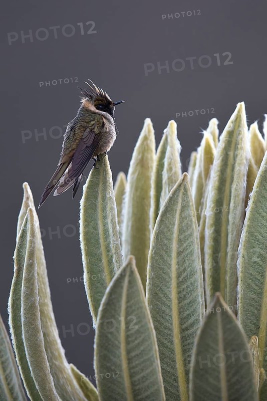 Buffy Helmetcrest (Oxypogon stuebelii) male perched on a leaf, Los Nevados National Park, Colombia