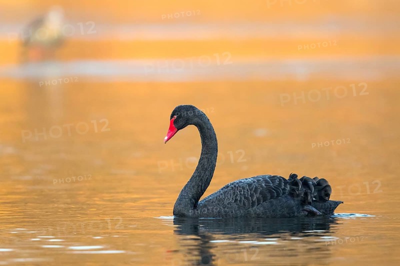 Black Swan (Cygnus atratus), Baden-Wuerttemberg, Germany