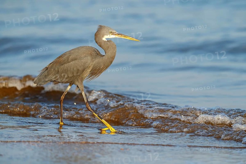 Heron, (Egretta gularis), heron, animals, birds, biotope, habitat, foraging Salalah, Raysut, Dhofar, Oman