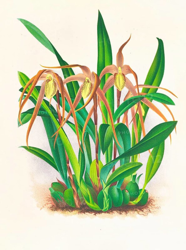 Orchid, Maxillaria longisepala, authentic reproduction of an illustration by Jean Jules Linden (1817 - 1898), Luxembourgish-Belgian botanist, one of the fathers of orchid research, Historical