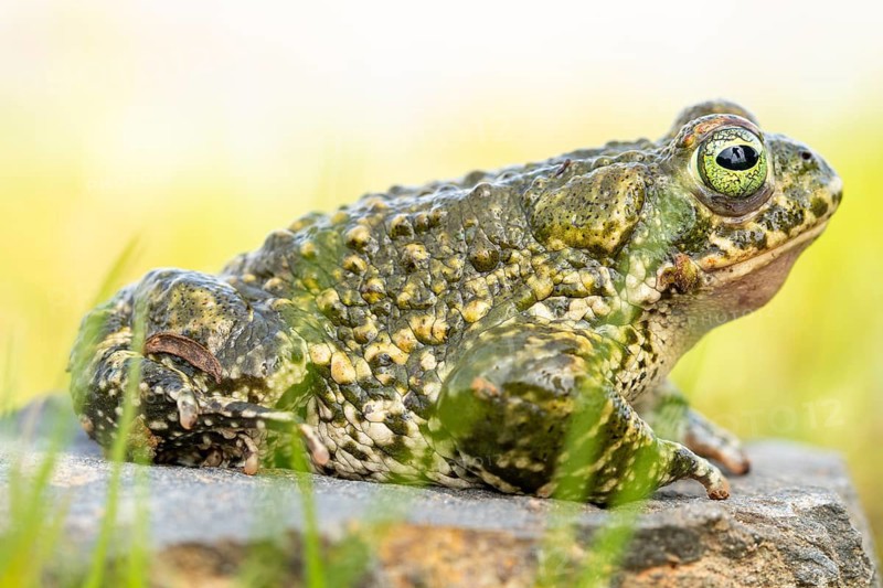 The natterjack toad, Epidalea calamita, is shown in a detailed close-up, highlighting its textured skin and distinctive coloring against a natural backdrop