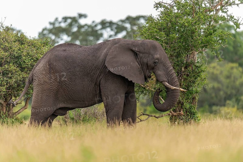 African elephant (Loxodonta africana) in the savanna, Kruger National Park, South Africa