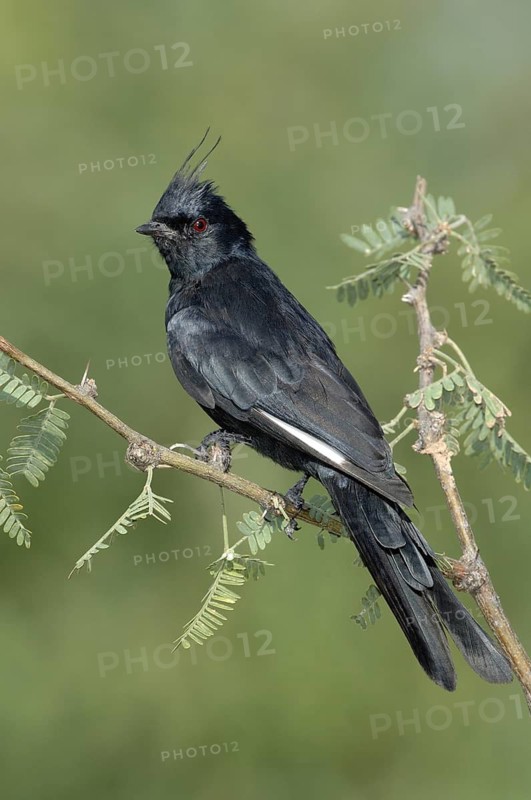 Phainopepla (Phainopepla nitens) male, Arizona, USA