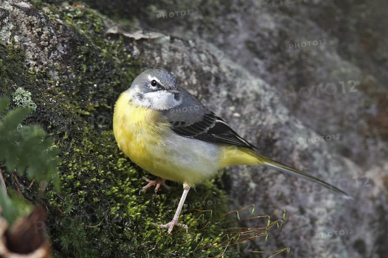 Grey Wagtail (Motacilla cinerea), Lower Saxony, Germany