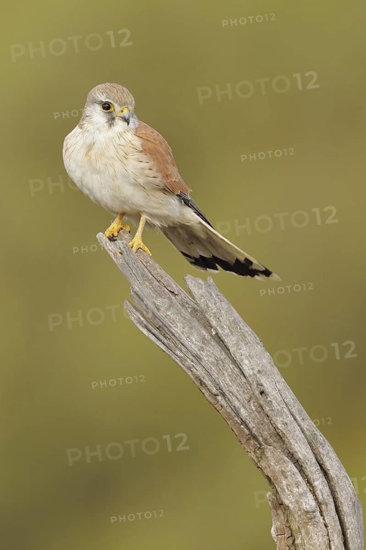 Nankeen Kestrel (Falco cenchroides), South-western Australia, Australia