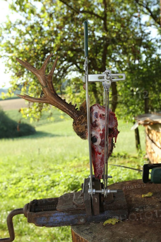 European roe deer (Capreolus capreolus) Roebuck trophy processing, Lower Austria, Austria