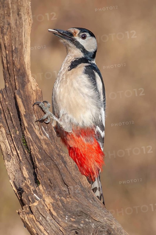A bird with red and black feathers sits on a branch. Great Spotted Woodpecker (Dendrocopos major) . Lower Rhine, Alsace, France