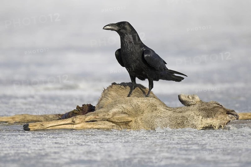 Northern Raven (Corvus corax), Lower Saxony, Germany