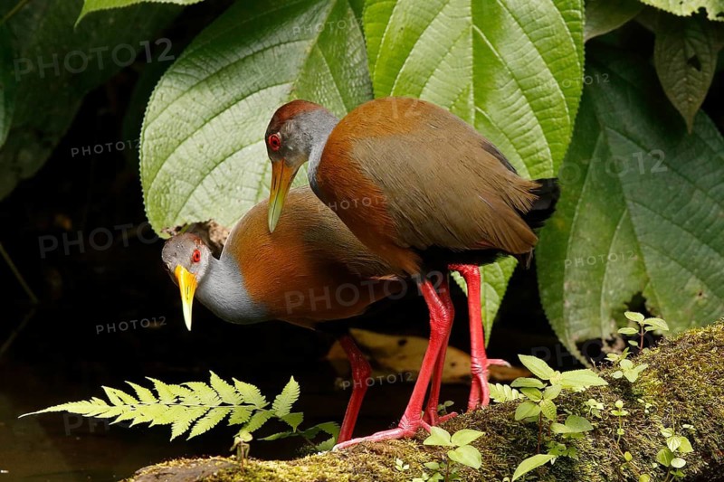 Grey-necked Wood Rail (Aramides cajaneus), Costa Rica