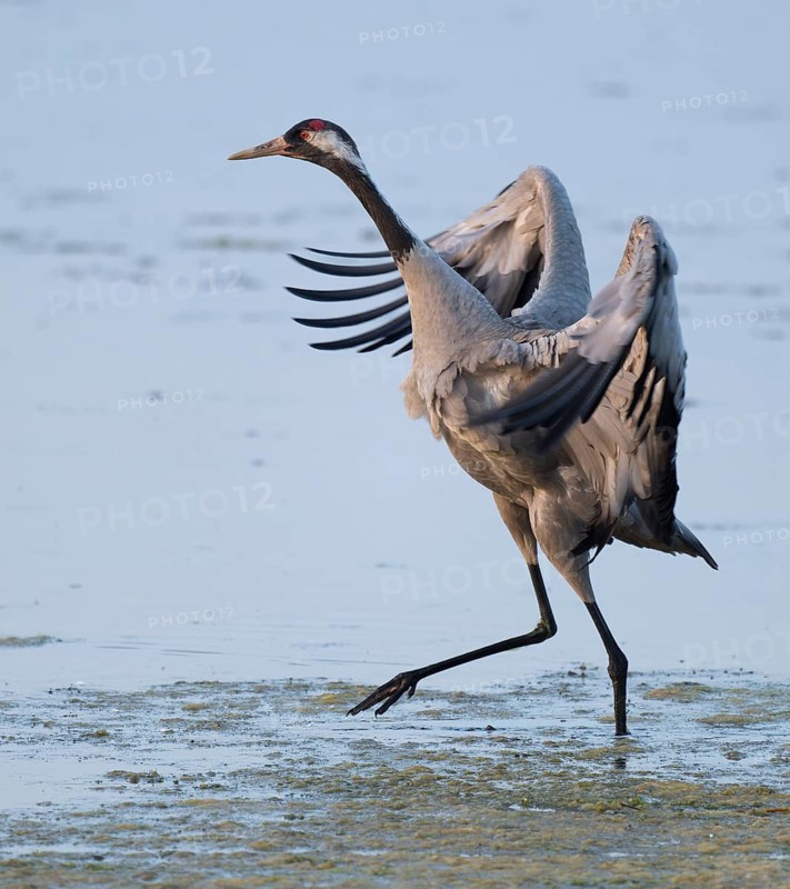 Crane (Grus grus) standing with open wings in the shallow water zone of a lake, Lower Saxony, Germany