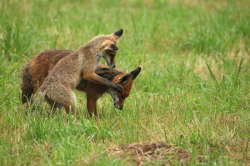 Red fox (Vulpes vulpes) male and weaned kitten, invitation to play on mown meadow in light rain, Allgäu, Bavaria, Germany, Allgäu, Bavaria, Germany
