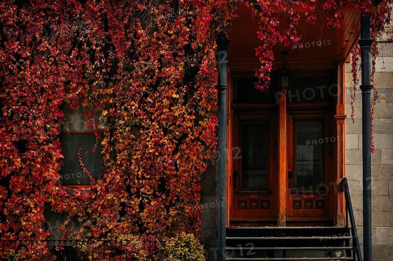 Vibrant red and orange autumn leaves cascade around a rustic wooden door in Montreal, capturing the essence of urban fall charm. This scene showcases natural beauty in the city