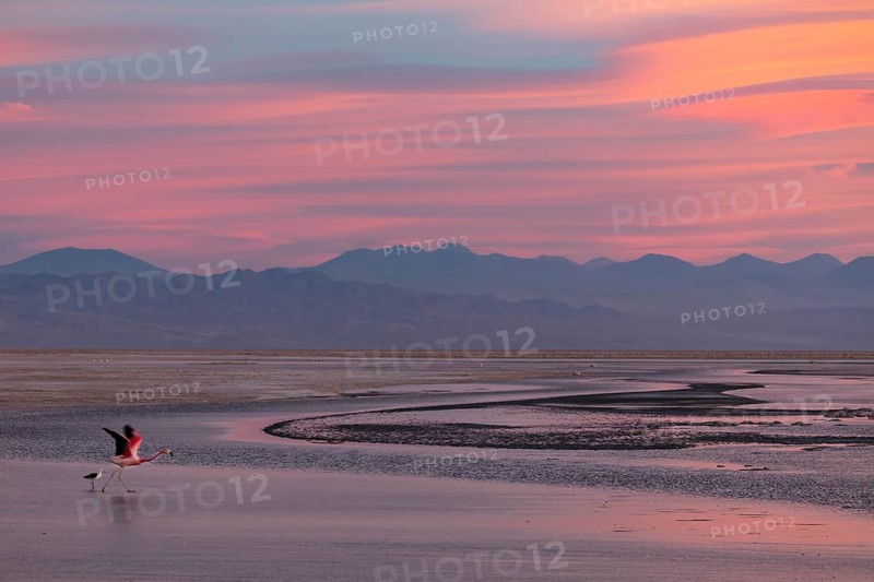 A Chiliean flamingo takes off as the sun sets over the Atacama Desert in Chile. Canon 5DsR, Sigma 150-600 mm contemporary zoom lens, handheld, f/6.3, 1/60, ISO 800