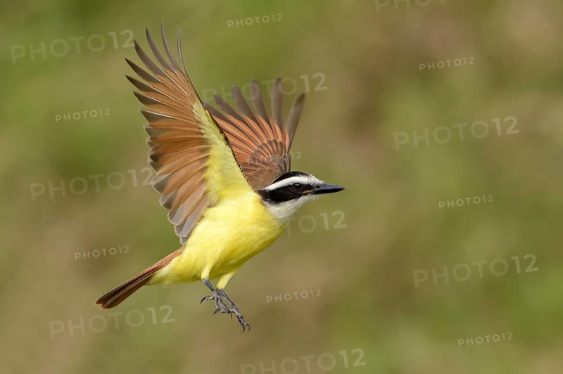 Great Kiskadee (Pitangus sulphuratus) flying, Texas, USA
