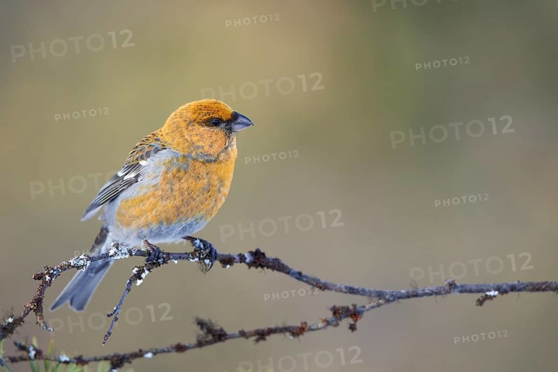 Pine Grosbeak (Pinicola enucleator) female perched on a branch, Lapland, Finland