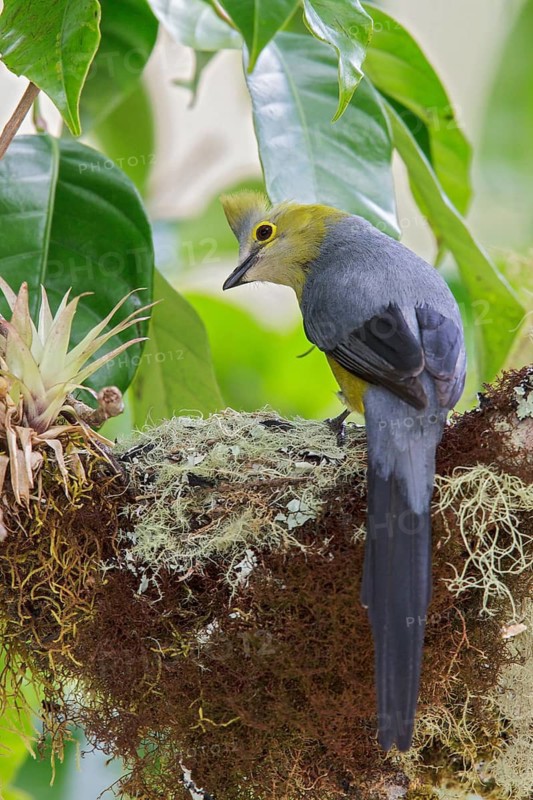 Long-tailed Silky Flycatcher (Ptilogonys caudatus) perched on a branch at its nest in Costa Rica