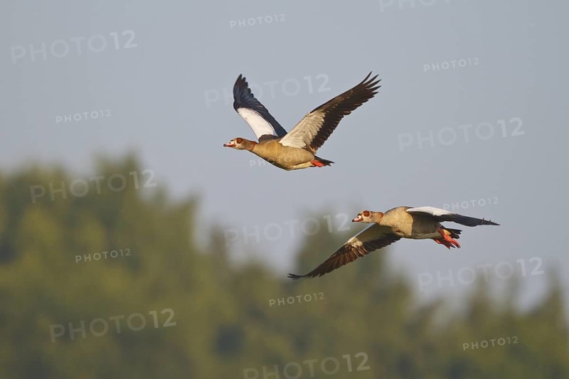 Egyptian Goose (Alopochen aegyptiaca) flying, North Rhine-Westphalia, Germany