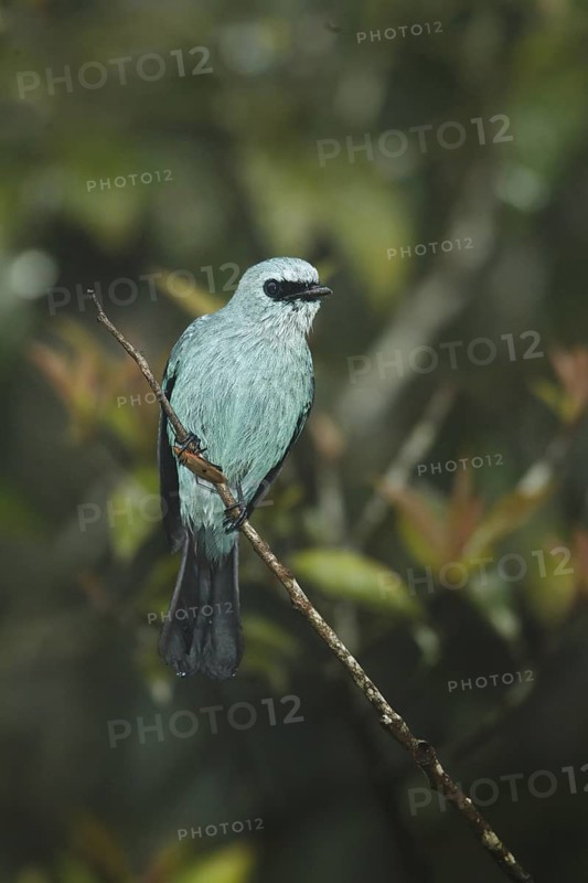 Verditer Flycatcher (Eumyias thalassinus), Fraser's Hill, Malaysia