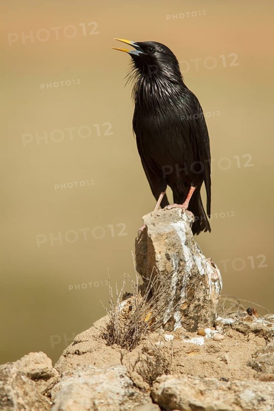 Spotless Starling (Sturnus unicolor) calling from a stone, Castile-La Mancha, Spain