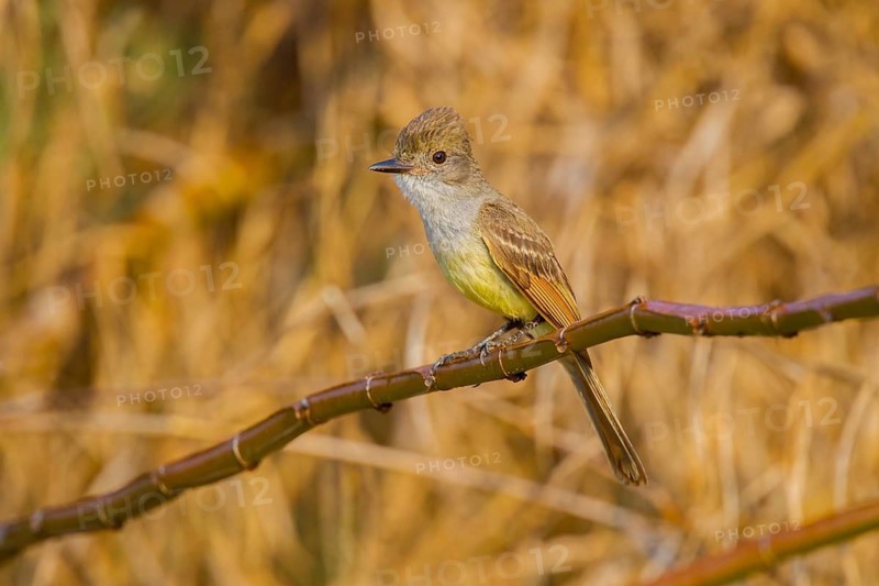 Nutting's Flycatcher Myiarchus nuttingi inquietus El Tuito, Jalisco, Mexico 14 June Adult Tyrannidae